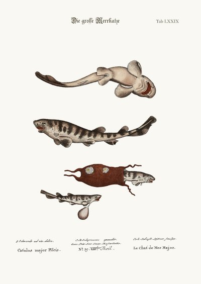 The Greater Cat-Fish, 1749-73 by George Edwards